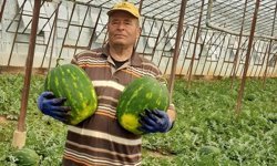 Antalya'da sezonun ilk erkenci karpuzu kilosu 40 liraya alıcı buldu