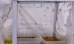 Antalya'da yoğun yağışlar sonrası sivrisinek alarmı