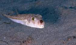 6 yılda 665 bin balon balığı yakalandı: 50 milyon bireyin sisteme girişi önlendi