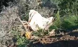 Alanya'da şarampole devrilen kamyonun şoförü öldü