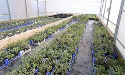 Alanya'da üreticiye 5 bin keçiboynuzu fidanı dağıtılacak