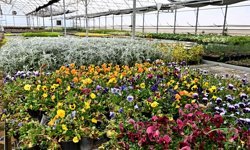 Çiçek Desenleri Günleri için 130 bin dal çiçek yetiştiriliyor