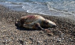 Gazipaşa'da deniz kaplumbağası ölüsü sahile vurdu