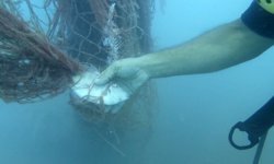 Temizlenen 'hayalet ağlar' ile 1,5 milyon deniz canlısı kurtarıldı