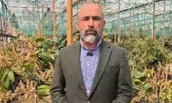 Alanya’da Tropikal Meyve Üreticilerine GlobalGAP ve İyi Tarım Eğitimi başlıyor