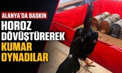 Alanya'da baskın: Horoz dövüştürerek kumar oynadılar