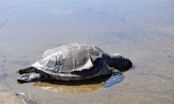 Gazipaşa'da caretta caretta ölüsü bulundu