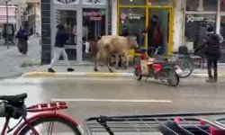 Kaçan inek, berber dükkanı ile çay ocağına girmeye çalıştı