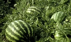 Tarım ÜFE'de yıllık artış yüzde 36,09'a ulaştı