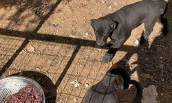 Antalya'da yavru köpeklerin kulaklarını kesip sattılar: 327 bin TL para cezası