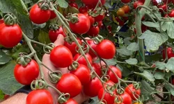 Zincir markete 'fahiş fiyat' incelemesi... Zincir markette kokteyl domates vurgunu!