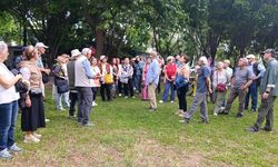 Antalya'da göçmen ağaçları