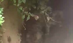 Alanya'da su kanalına 2 yavru köpek düştü