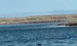 Eber Gölü'nde su seviyesi yükseldi