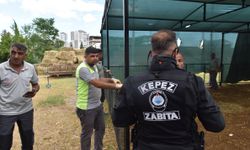 Kepez'de izinsiz kurban satışına sıkı denetim