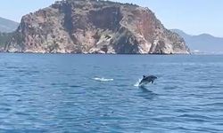 Alanya açıklarında yüzen yunuslar görüntülendi