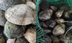 840 kilo canlı akivades ele geçirildi! 1 milyon TL ceza kesildi