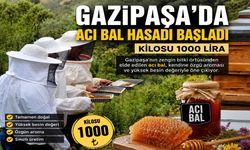 Gazipaşa'da acı bal hasadı başladı: Kilosu 1000 lira