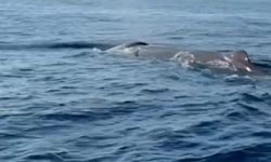 Alanya'da amatör balıkçı, Akdeniz'de balina görüntüledi