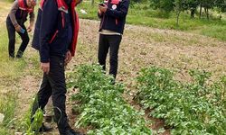 Dolu zararının tespiti için sahada inceleme
