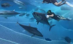 Alanya açıklarında 28 orkinos uydu vericisiyle takibe alındı