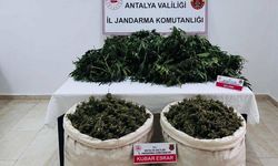 Antalya'da büyük operasyon: 11 Kilo 100 gram kubar esrar ve 200 kök kenevir ele geçirildi