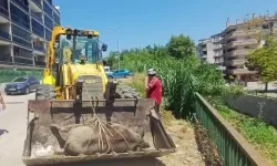 Derede ölü yabani hayvan bulundu