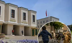 İçişleri'nden köpek saldırıları sonrası 3 belediye başkanı hakkında işlem..