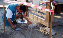 Antalya'da sahilde 38 deniz kaplumbağası yuvası korumaya alındı