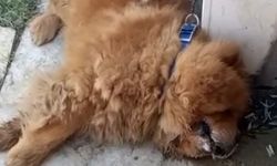 Alanya'da köpeğin eziyet sonucu öldüğü iddiasına ilişkin 1 gözaltı