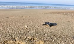 2026'nın ilk caretta yavruları denizle buluştu