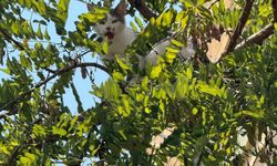 Ağaçta mahsur kalan kedi kurtarıldı