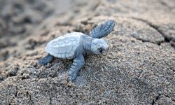 Akdeniz'de yavru caretta heyecanı