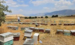 Arı kovanları kayıt altına alındı