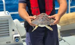 Alanya'da çuvala dolanan deniz kaplumbağası kurtarıldı