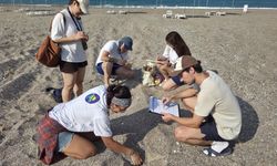 Kızılot'ta caretta nöbeti