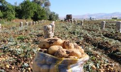 Sandıklı'da patates hasadı başladı