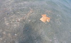 Antalya kıyılarında mikroplastik alarmı; canlıların ölümüne sebep olabiliyor