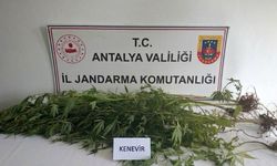 Alanya'da operasyonda 745 gram esrar ele geçirildi