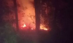Alanya'da yangından 2 dönüm alan zarar gördü