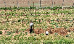 Destekler ile üretim artıyor sulama kayıpları en aza iniyor