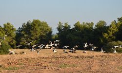Göç yolculuğundaki leylekler tarlada mola verdi