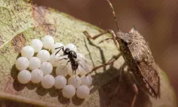 Kahverengi kokarca ile biyolojik mücadelede yeni adım