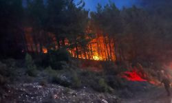 Alanya'da orman yangınında 7 dönüm zarar gördü