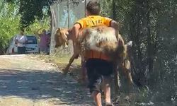 2 kuzen orman yangını sırasında rahatsızlanan keçiyi sırtlarında taşıdı