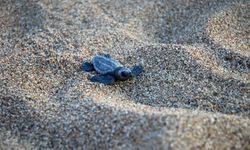 Çıralı'da son yuva açıldı; bu yıl 3 bin 458 yavru caretta caretta denizle buluştu