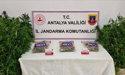Gazipaşa’da ormanlık alanda kenevir operasyonu