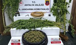 Alanya'da operasyon: 12.650 gram skunk ele geçirildi