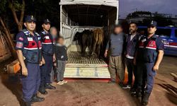Antalya'da hayvan hırsızlığı olayı Jasat Ekiplerince aydınlatıldı