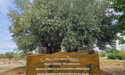 1200 yıllık ağacın tek bir zeytinini bile istiyorlar